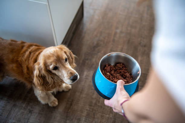 istock Cocker spaniel and his owner having fun at home 2109761426