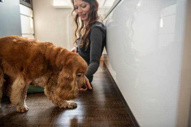 istock Cocker spaniel and his owner having fun at home 2109761943