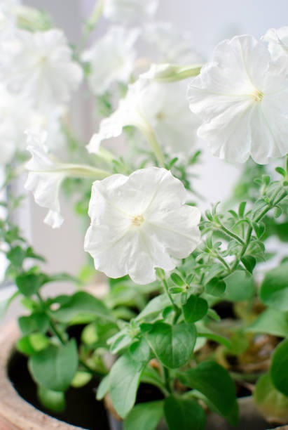 Delicate white petunia flower. White petunia flowers.