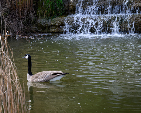 Spring Canadian goose in a pond with a waterfall