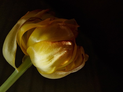 Close up of orange tulip on dark background