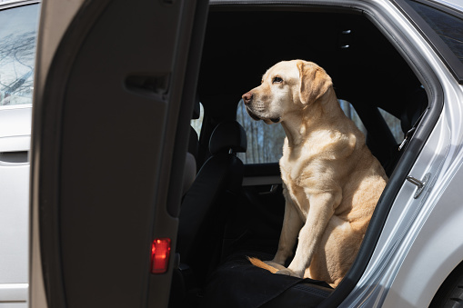 This image captures a Golden retriever ready for a car ride before putting on the safety harness, it's interesting due to the evident excitement and anticipation of the dog.