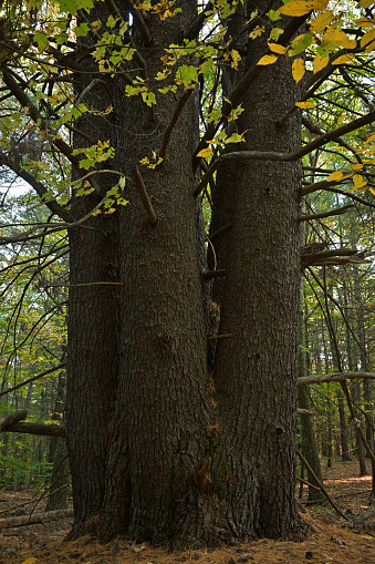 Giant multi-trunked eastern white pine (Pinus strobus) in the wilderness. I forded a river to find it. Maybe no one has ever seen it aside from me. It's amazing what you can find within a two-mile radius of your home if you walk very slowly and just look. Even in Connecticut!