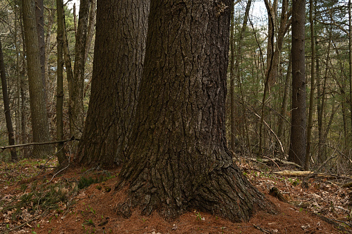 Old-growth twin eastern white pines (Pinus strobus) in the wilderness. Maybe no one has ever seen them aside from me.  It's amazing what you can find within a two-mile radius of your home if you walk very slowly and just look. Even in Connecticut!