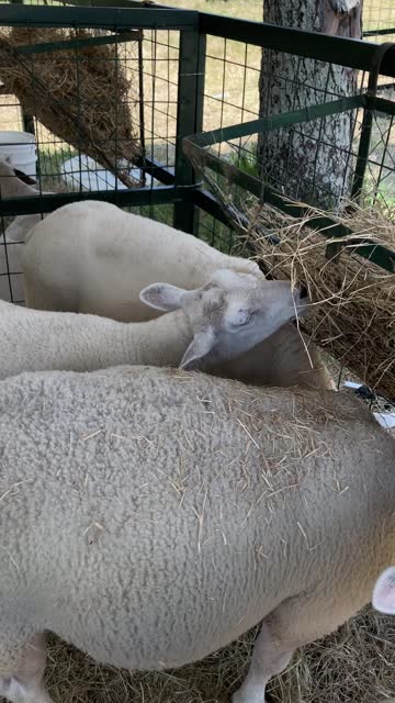 Sheep in corral