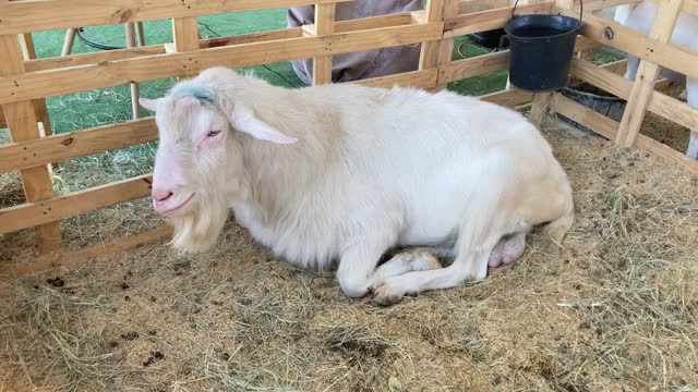 Goat in corral