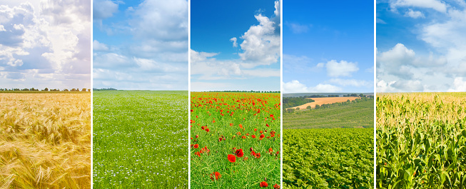 Panoramic view of green field and blue sky with light clouds. Collage.Wide photo.