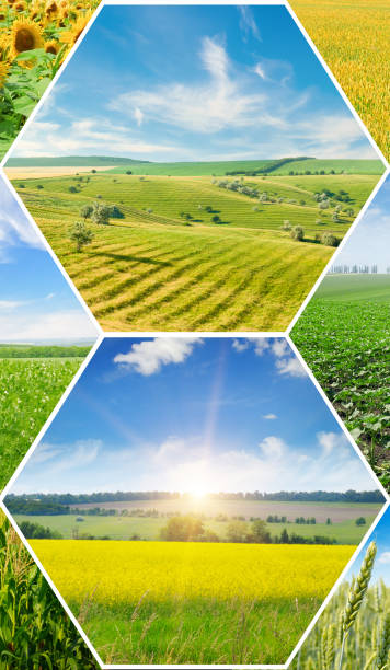 istock Agricultural fields and blue sky. collage. Vertical photo 2109873863