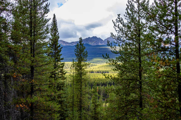 Aerial view of Wallowa-Whitman National Forest against mountains in Oregon, USA.