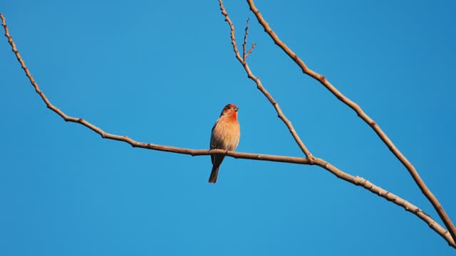 Red headed house finch on a tree branch in winter against sunny blue sky background