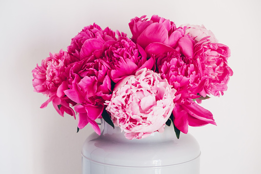 Beautiful bouquet of fresh colorful peony flowers in full bloom in vase against white background.