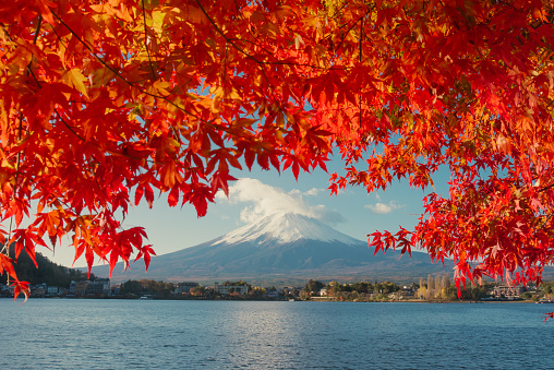 Fuji mountain with red maple, Kawaguchiko lake.