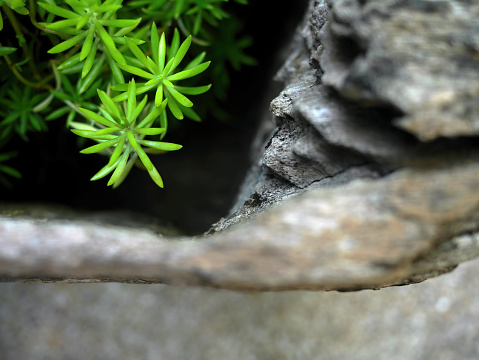 Close up Little young green leaves growing near the nature stone, image for background or wallpaper, selective focus, the survival