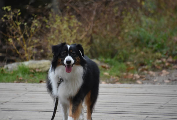 istock Looking into the Sweet Face of an Australian Shepherd 2109903529
