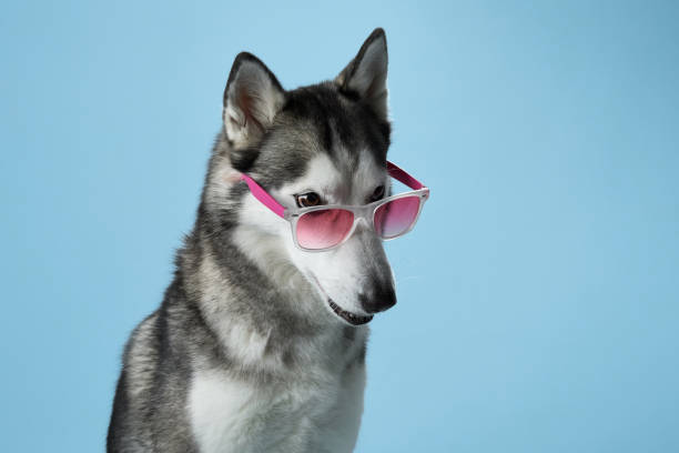 istock Siberian Husky with striking blue eyes dons pink sunglasses in a studio setting 2109904554