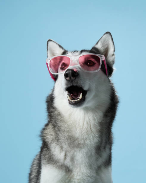 istock Siberian Husky with striking blue eyes dons pink sunglasses in a studio setting 2109904555