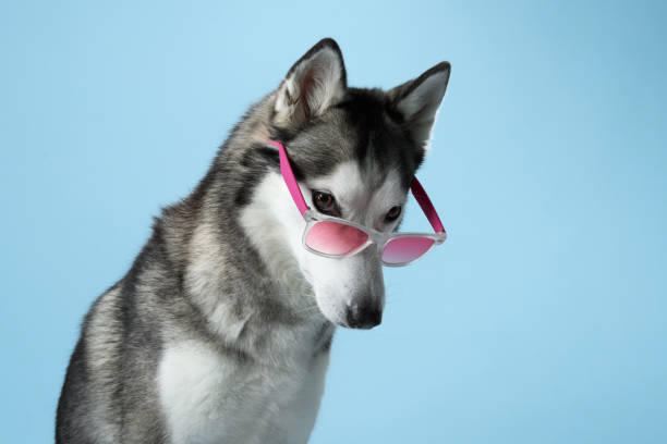 istock Siberian Husky with striking blue eyes dons pink sunglasses in a studio setting 2109904562