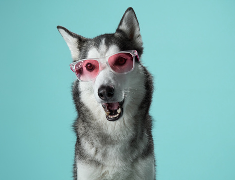 Siberian Husky with striking blue eyes dons pink sunglasses in a studio setting