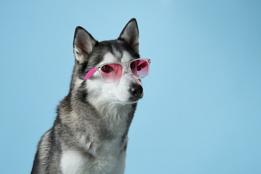 Siberian Husky with striking blue eyes dons pink sunglasses in a studio setting