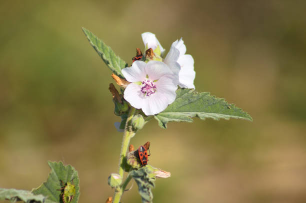 Light pink mallow flowers (Malva species) gracefully bloom against a backdrop of lush green leaves. This scene captures the serene essence of a Danish summer garden, showcasing natural beauty and biodiversity.