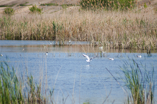 Close-up of rippled lake water with birds on it