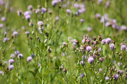 Close-up of creeping thistle flowers with selective focus on foreground