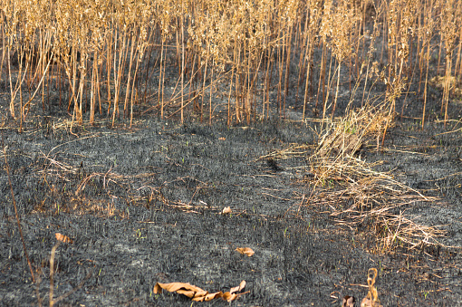 Close-up of burned vegetation with dried giant goldenrod on background