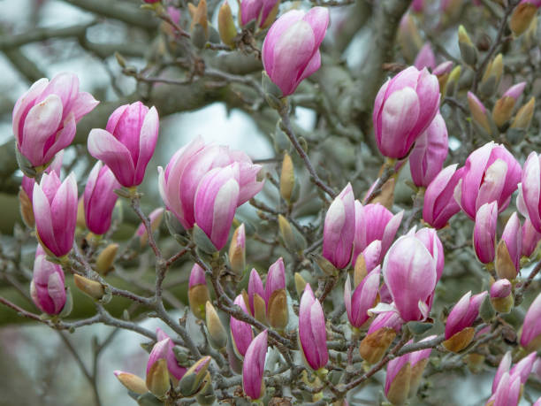 istock Beautiful Spring Tulip-Magnolia tree- Howard County, Indiana 2109916489