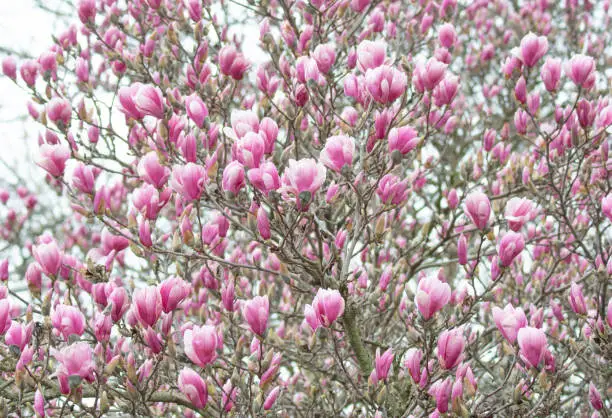 Beautiful Spring Tulip-Magnolia tree- Howard County, Indiana