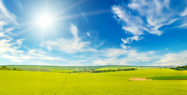 Green wheat field and cloudy sky. Wide photo.