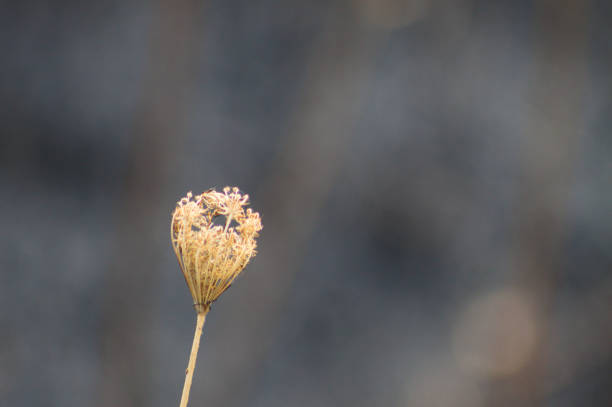 Close-up of wild carrot bud with grey blurred background
