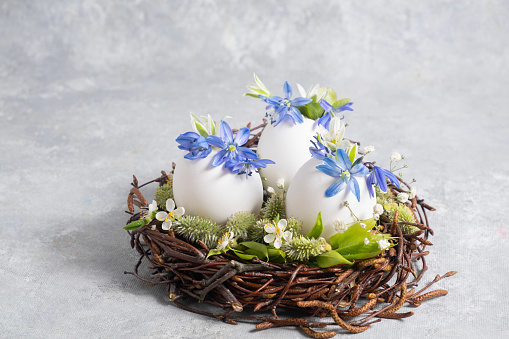 Easter composition in a natural style. Spring flowers arrangements with blue Scilla and eggs in the nest. creative floral arrangements. side view