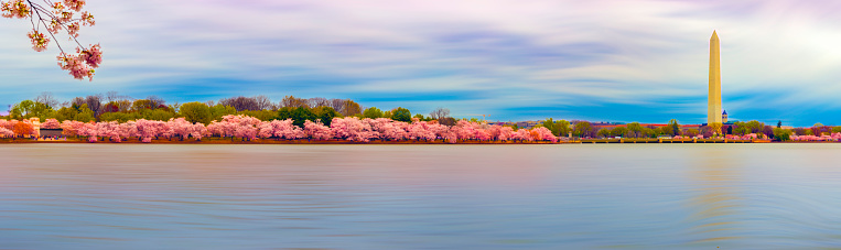 Washington DC cherry blossoms in full bloom across the tidal basin.