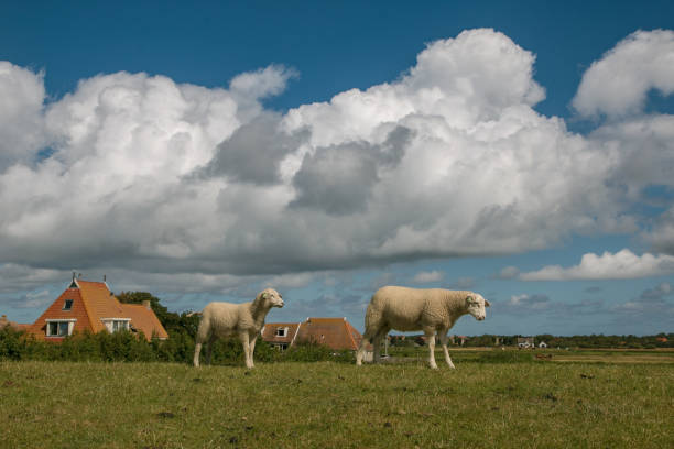 Characteristic Dutch landscape image of sheep on a dike on Terschelling, the Netherlands, 6/262017. Houses with orange roofs with picturesque cloudy sky and sheep in the foreground