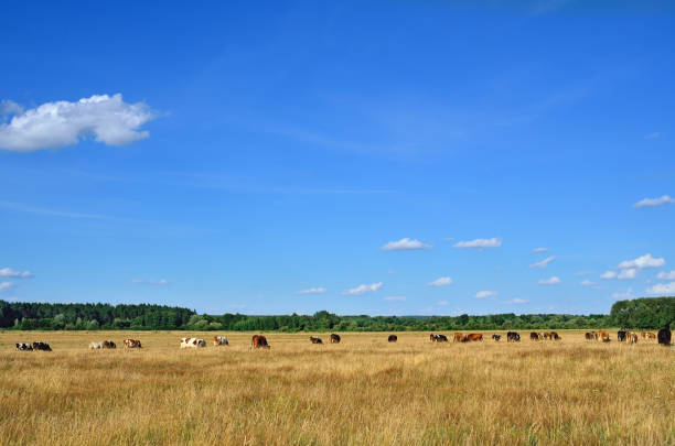 istock A herd of cows grazing on a pasture in autumn 2109975549
