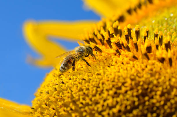 istock A bee collects nectar and pollinates sunflowers in a field 2109979142