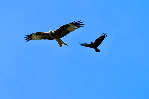 A majestic red kite is being shadowed by a crow