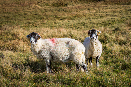 Swaledale is a breed of domestic sheep named after the Yorkshire valley of Swaledale in England.