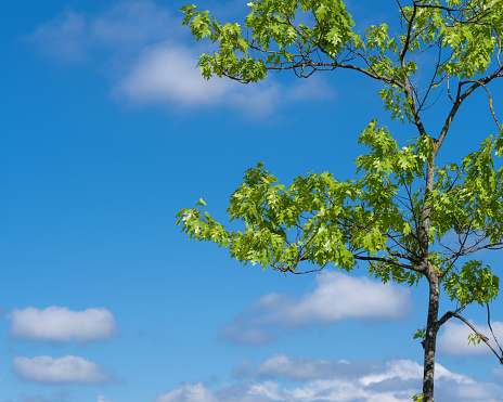 Oak green leaves with blue sky and white clouds