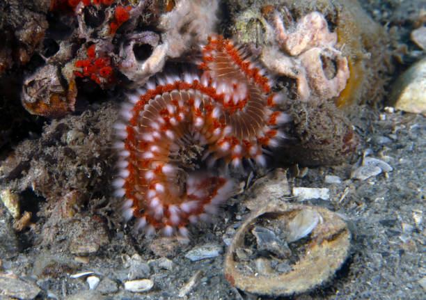 istock A Bearded Fireworm (Hermodice carunculata) in Florida, USA 2110026675