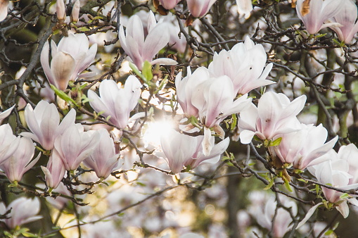 Blooming branch with flowers of magnolia tree in spring