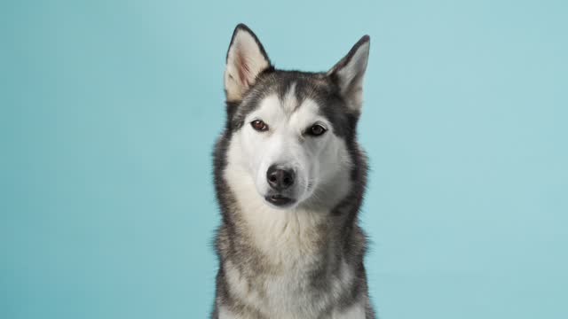 Alert Siberian Husky dog portrayed in a studio setting, displaying its gaze