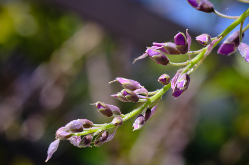 Macro shot of wisteria closed flowers