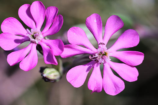 pink phlox isolated on white background