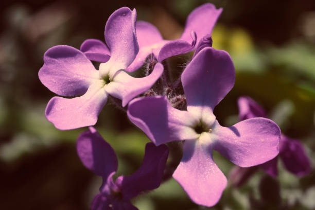 Purple wildflowers