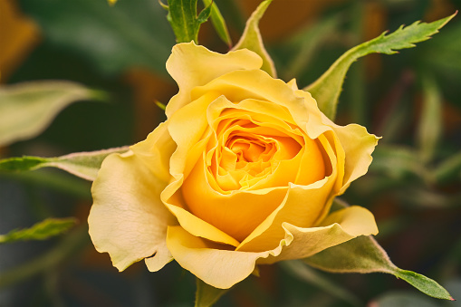 Fresh beautiful yellow roses isolated on white background with clipping path