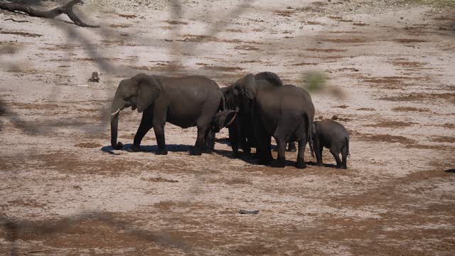 Family African Elephants Tired Of Heat On Their Way To A Watering Hole