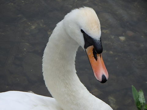 Close-up of a swan with brown eyes and a black bill