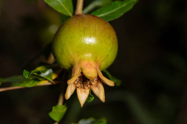 Pomegranate, beautiful pomegranate still growing on the tree, black background, selective focus.