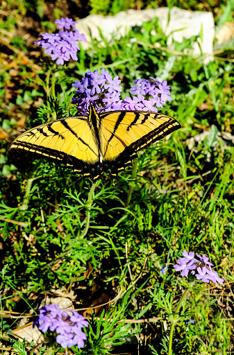 Witness a stunning Swallowtail butterfly alighting on a vibrant field of verbena flowers in the vibrant spring season, capturing the essence of spring's vibrant hues. This captivating moment in nature's dance is a visual symphony of colorful butterflies.
